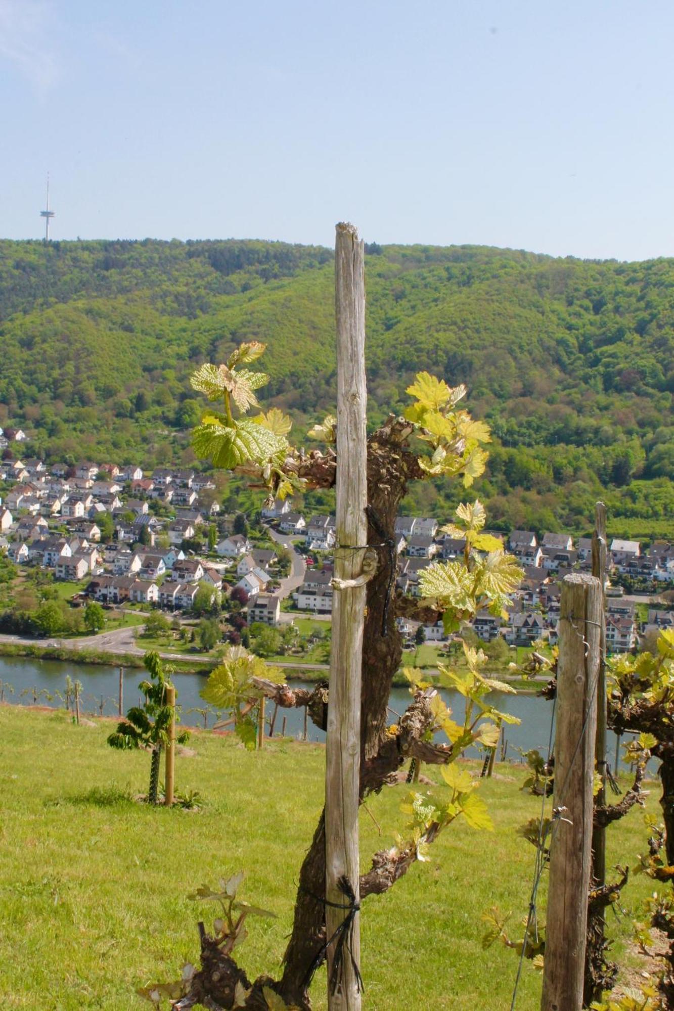 Ferienwohnung Auf Der Moselhoehe - Naehe Koblenz Und Cochem Dieblich Luaran gambar