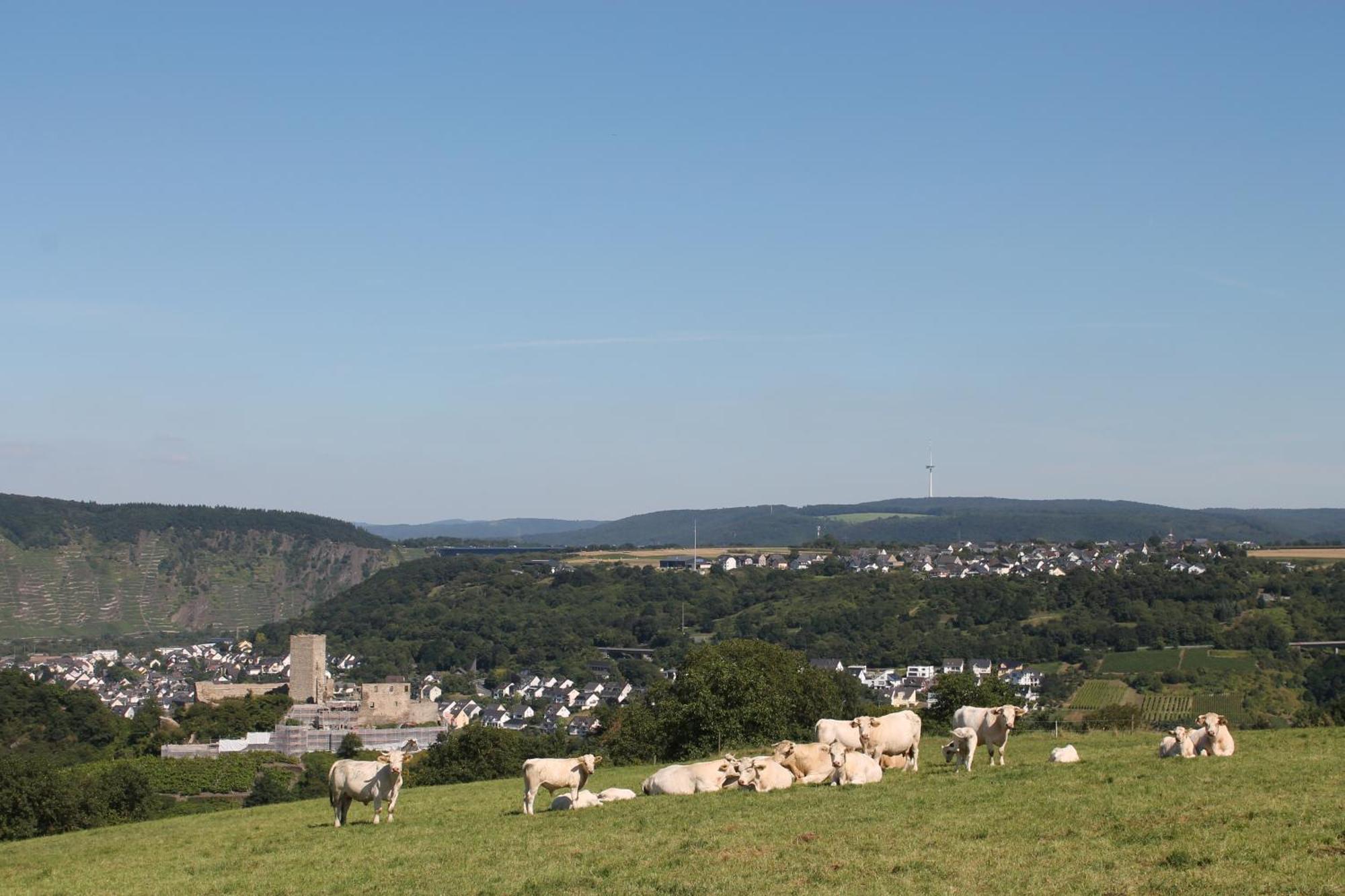 Ferienwohnung Auf Der Moselhoehe - Naehe Koblenz Und Cochem Dieblich Luaran gambar